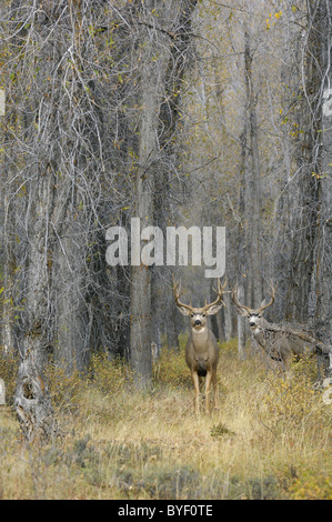 Majestätische Maultierhirsche Dollar im magischen Wald. Stockfoto