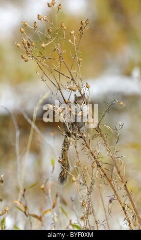 Wenigsten Chipmunk ernähren sich von Samen in niedrigen Büschen nach einem Schneesturm. Stockfoto