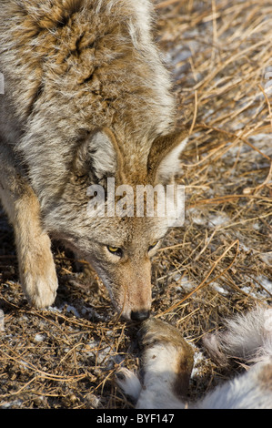 Ein Erwachsener Coyote riecht des Körpers ein Baby-Schaf, das er gerade getötet hat. Stockfoto