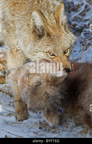 Ein Bild eines Erwachsenen Coyote ziehen den Körper eines Babys Bighorn Schafe nach ihn zu töten. Stockfoto