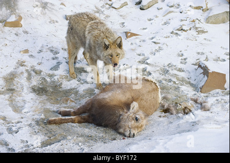 Ein Erwachsener Coyote Wache über ein totes Baby-Schaf Stockfoto