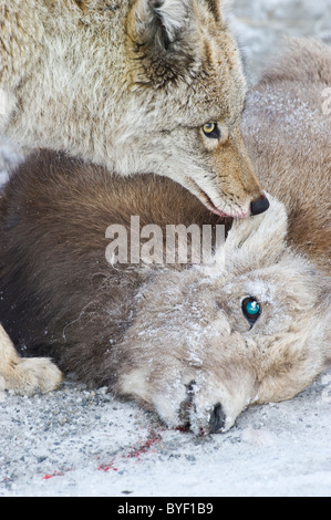 Eine Nahaufnahme Bild von einer Erwachsenen Coyote überragt und bewachen den Körper eines toten Babys Dickhornschafe. Stockfoto