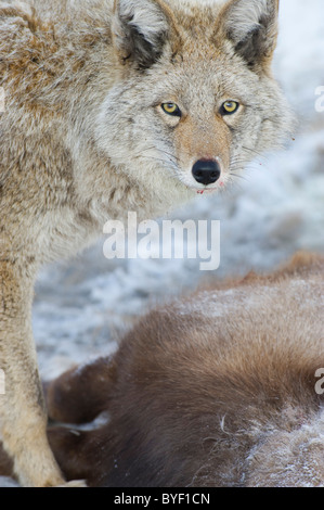 Ein Kojote überragt und die Bewachung des Körpers des Toten Dickhornschafe. Stockfoto