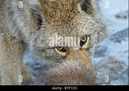 Eine Nahaufnahme Bild von einem Erwachsenen Coyote Fütterung ein totes Schaf. Stockfoto