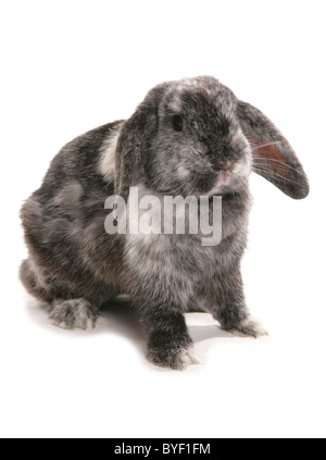 Lop eared Rabbit studio Stockfoto