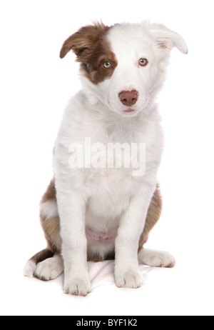 Border-Collie Welpen sitzen studio Stockfoto