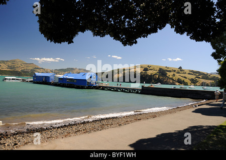 Akaroa Wharf und Hafen in einer kleinen malerischen historischen Stadt Akaroa und Canterburys ältester Stadt. Es ist zuerst eine alte französische Siedlung Stockfoto