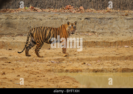 2,5 Jahre alte männliche Bengal Tiger Blick auf aus auf dem trockenen Bett eine künstliche Wasserstelle in Bandhavgarh Tiger Reserve, Indien Stockfoto