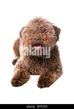 Lagotto Romagnolo Hund einzelne Erwachsenfrau Verlegung Studio Stockfoto