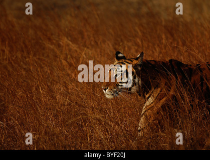 Erwachsene weibliche Bengal Tiger zu Fuß durch eine Wiese von Trockenrasen in Bandhavgarh Tiger Reserve, Indien Stockfoto