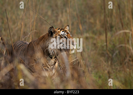 Grosse 5.5-j hrige dominante männliche Bengal Tiger beobachten Hirsch während einer Jagd auf einer Wiese in Bandhavgarh Tiger Reserve, Indien Stockfoto