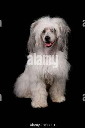 Chinesischer Schopfhund Powderpuff Hund einzigen Erwachsenen weiblichen sitzen studio Stockfoto