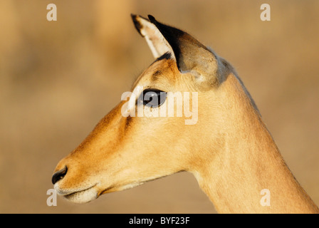 Weibliche Impala in Krüger Nationalpark, Südafrika Stockfoto