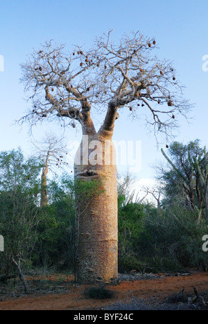 Riesigen Baobab-Baum in den stacheligen Wald Ifaty, westlichen Madagaskar Stockfoto