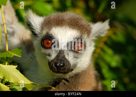 Wild Ring-tailed Lemur (Lemur catta) im berenty finden, Madagaskar Stockfoto