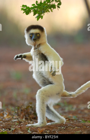 Verreaux Sifaka im Berenty Reserve, Madagaskar Stockfoto