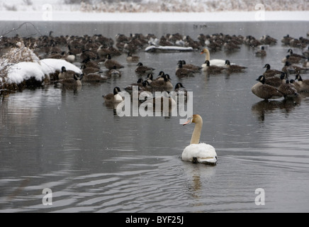 Schwäne, Kanadagänse und Enten auf einem Teich im Winter. Dieser Teich ist in New Jersey bei Loantaka Brook Reservation in Morristown, New Jersey. Stockfoto