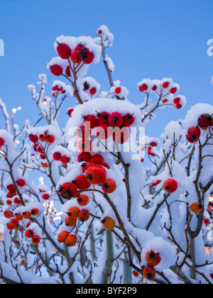 Rote Beeren vor blauem Himmel mit Schnee bedeckt Stockfoto