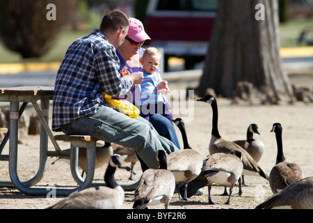 Eine Familie, die Fütterung kanadische Gänse bei Ann Morrison Park in Boise, Idaho, USA. Stockfoto