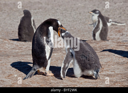 Gentoo Penguin (Pygoscelis Papua) Fütterung Küken, Saunders Island, den Falkland-Inseln Stockfoto