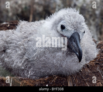 Black-Browed Albatros Küken auf Nest (Thalassarche Melanophrys), West Point Island, Falkland Stockfoto