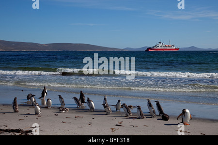 Gentoo Penguins (Pygoscelis Papua) am Strand mit der MS Expedition in der Ferne, Saunders Island, den Falkland-Inseln Stockfoto