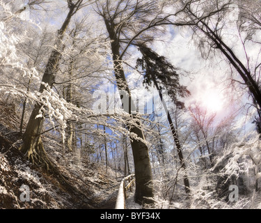 DE - Bayern: Winter-Szene auf dem Weg zu den Kalvarienberg, Bad Tölz Stockfoto