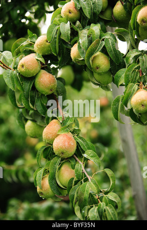 Frische reife Birnen am Baum warten darauf, geerntet zu werden. Die Birnen werden in Regentropfen von einem sanften Regenschauer abgedeckt. Stockfoto