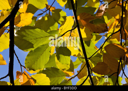 Herbstfarben im Beale Park in Berkshire, England Stockfoto