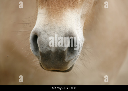 Pferdemaul / Pferd Mund Stockfoto