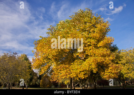 Herbstfarben im Beale Park in Berkshire, England Stockfoto