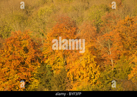 Herbstfarben im Beale Park in Berkshire, England Stockfoto