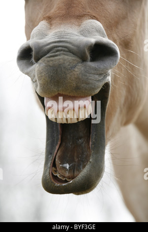 Lachendes Pferd / Lachen Pferd Stockfoto