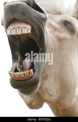 Lachendes Pferd / Lachen Pferd Stockfoto