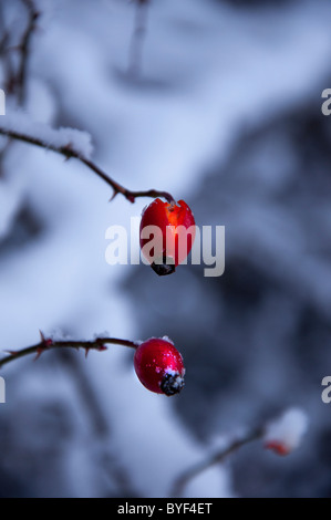 roter Weißdorn Beeren Beere im Frost Hecke Hecken Sträucher Winter Szene kaltes Eis Schnee Stockfoto