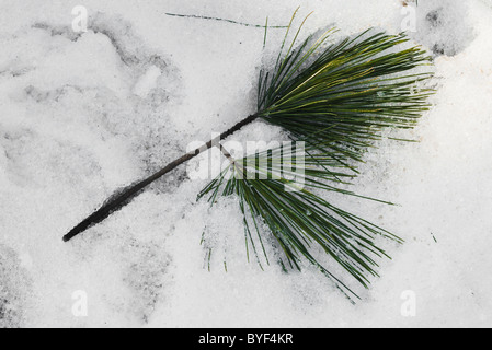 Red pine Nadeln in ein frisches Bett von Schnee pinus resinosa Stockfoto