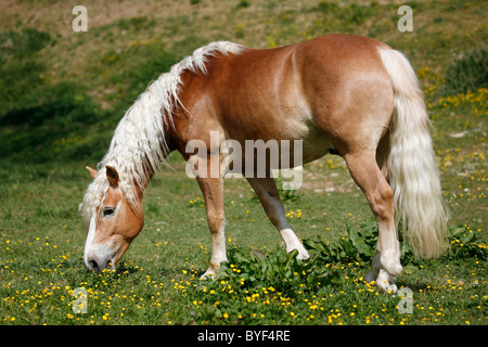 Grasender Haflinger / grasenden Pferd Stockfoto