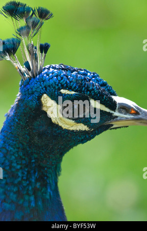 Indische Pfau (Pfauen) (Pavo Cristatus) im Royal Botanic Gardens in Kew Stockfoto