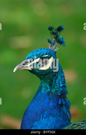 Indische Pfau (Pfauen) (Pavo Cristatus) im Royal Botanic Gardens in Kew Stockfoto