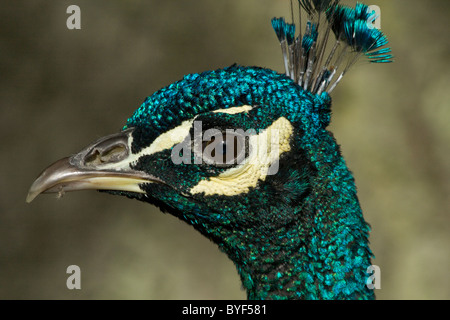 Indische Pfau (Pfauen) (Pavo Cristatus) in die Royal Botanic Gardens in Kew Stockfoto