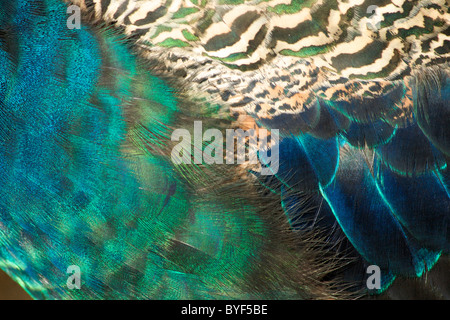 Indische Pfau (Pfauen) (Pavo Cristatus) im Royal Botanic Gardens in Kew Stockfoto