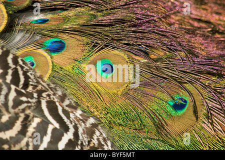 Indische Pfau (Pfauen) (Pavo Cristatus) im Royal Botanic Gardens in Kew Stockfoto