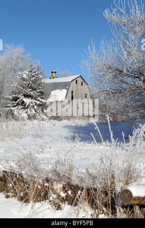 Alte Scheune im Winter, umgeben von Bäumen und Schnee. Iowa Stockfoto