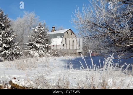 Alte Scheune im Winter, umgeben von Bäumen und Schnee. Iowa Stockfoto