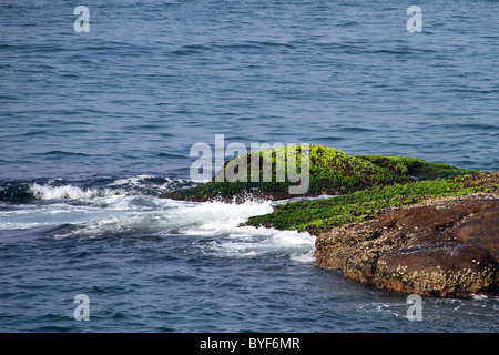 grüne Algen auf Felsen Stockfoto