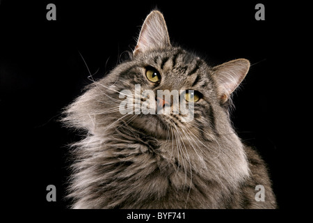 Sibirischer Kater / sibirischer Kater Stockfoto