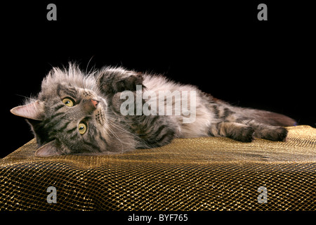 Sibirischer Kater / sibirischer Kater Stockfoto