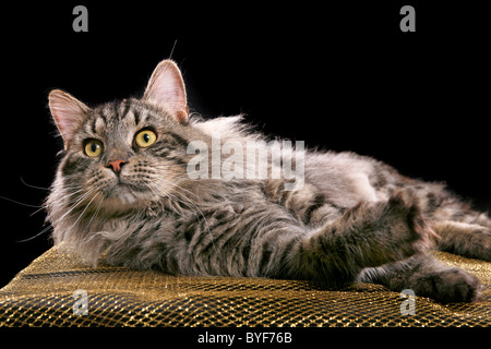 Sibirischer Kater / sibirischer Kater Stockfoto