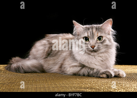 Sibirische Katze / Sibirische Katze Stockfoto