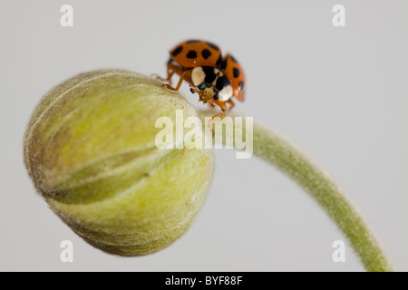 Ein Marienkäfer (Coccinellidae) sitzt stolz auf eine japanische Anemone Knospe mit einem weißen Hintergrund. Stockfoto